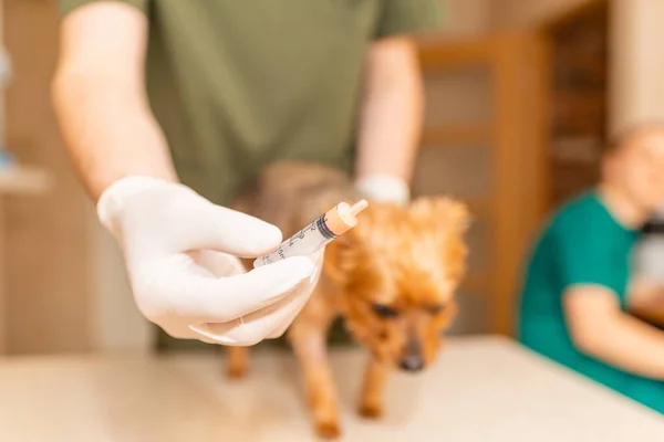 Yorkshire terrier dog at the veterinary doctor to receive anti vermin medication held by healthcare professional hand in a syringe, close up,selective focus.