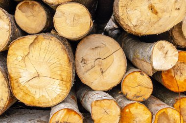 Endüstri için odun yığını depolama. Yığınlanmış odun ahşap dokusu geçmişi. Seçici odak noktası.