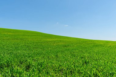 Mavi gökyüzü ile yeşil buğday tarlası manzarası. Yeşil tarım alanı ve açık mavi gökyüzü..