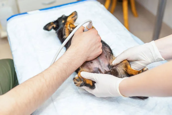 Dog having ultrasound scan in vet office.Little dog JACK RUSSELL TERRIER in veterinary clinic.