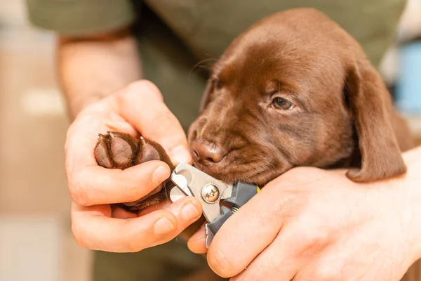 Veterinarian specialist holding puppy labrador dog, process of cutting dog claw nails of a small breed dog with a nail clipper tool,trimming pet dog nails manicure.Selective focus.