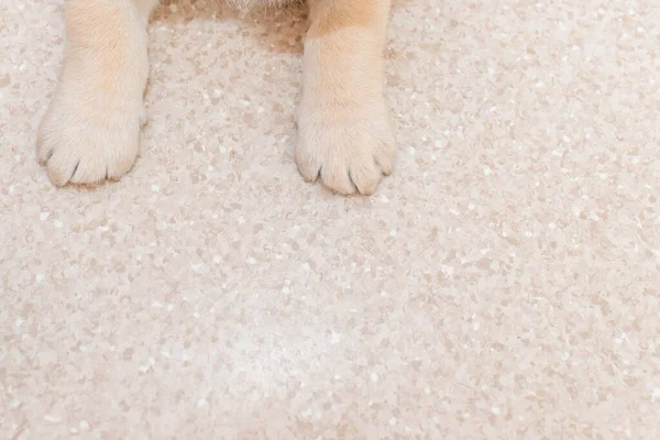 Puppy labrador paws lying on the floor. Close-up, indoors, top view.Copy space.