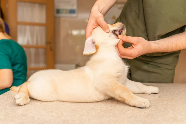 Ein Tierarzt Überprüft Die Zähne Eines Niedlichen Labrador Welpen Ein — Stockfoto