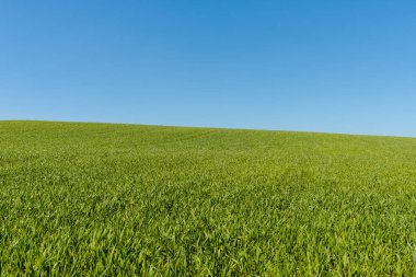 Mavi gökyüzü ile yeşil buğday tarlası manzarası. Yeşil tarım alanı ve açık mavi gökyüzü..