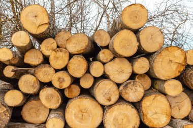 Endüstri için odun yığını depolama. Yığınlanmış odun ahşap dokusu geçmişi. Seçici odak noktası.