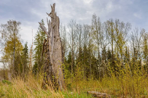 Old Broken tree after storm damage.one tree trunk broken by strong winds in the forest.Spring cloudy day.