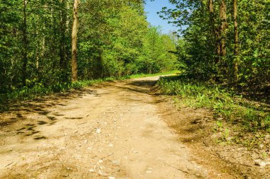 Güneşli bir günde ağaçlı yol. Yaz ormanında. Yol dolambaçlı..