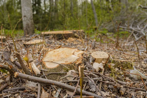 Deforestation, forest clearing,tree stumps and felled forest. Deforested area in a forest with cutted trees.