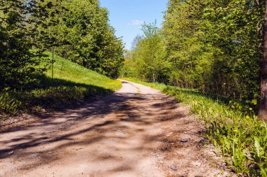 Güneşli bir günde ağaçlı yol. Yaz ormanında. Yol dolambaçlı..