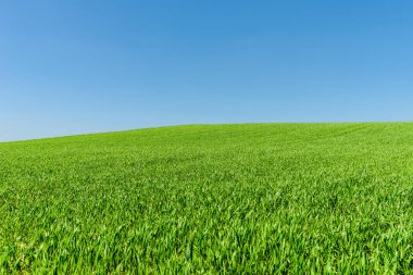 Mavi gökyüzü ile yeşil buğday tarlası manzarası. Yeşil tarım alanı ve açık mavi gökyüzü..
