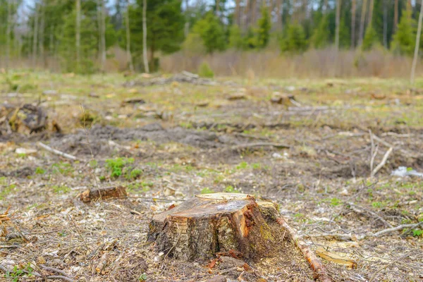 Deforestation, forest clearing,tree stumps and felled forest. Deforested area in a forest with cutted trees.