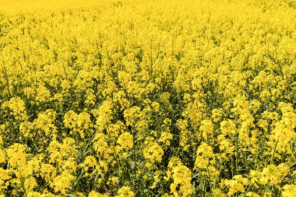 菜種植物と農業分野 オイルシード カノーラ コルザ 自然を背景に 春の日の風景 — ストック写真