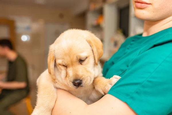 Cute labrador puppy dog sitting confortably in the arms of veterinary healthcare professional female doc.Getting ready for first vaccine.Closeup.