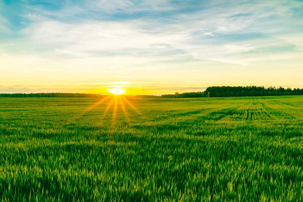 美しい朝の日の出 風景フレームと黄金の時間と緑の牧草地 ストック画像