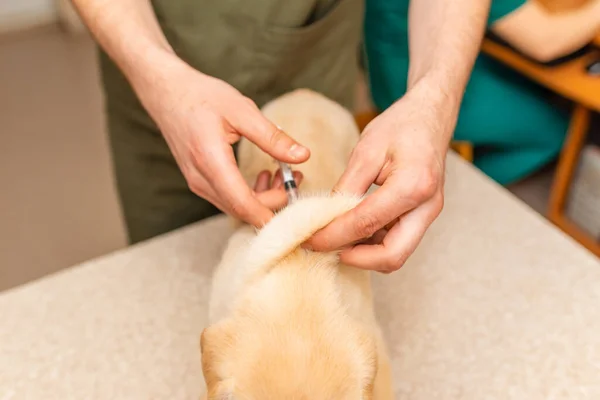 Śliczny Szczeniak Labrador Dostaje Szczepionkę Lekarza Weterynarii Pies Leżący Stole — Zdjęcie stockowe