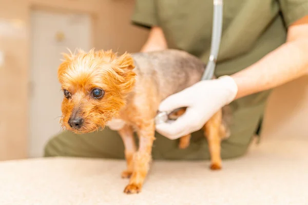 Vet listening to the heart with a stethoscope Yorkshire terrier dog during medical examination at the veterinary clinic.
