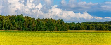 Arka planda ormanlar ve yaz gününde fırtınalı bulutlar olan sarı çiçek açan rap tarlası. Web pankartı.