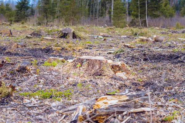 Deforestation, forest clearing,tree stumps and felled forest. Deforested area in a forest with cutted trees.