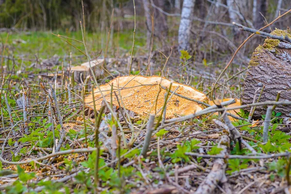 Deforestation, forest clearing,tree stumps and felled forest. Deforested area in a forest with cutted trees.Close up.