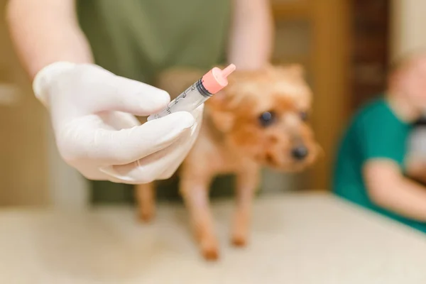 Yorkshire terrier dog at the veterinary doctor to receive anti vermin medication held by healthcare professional hand in a syringe, close up,selective focus.