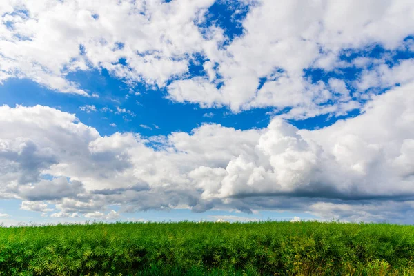 Green field of grass and blue sky with white clouds,nature landscape background.