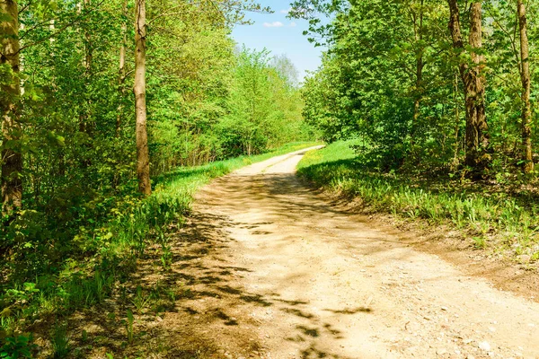 Pathway Trees Sunny Day Summer Forest Road Winding Royalty Free Stock Images