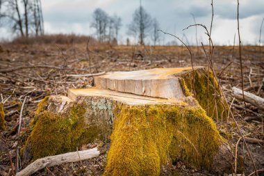 Tree cutted stump in the forest.Felled timber in the autumn forest.closeup,Cloudy dramatic sky background.Environment concept.