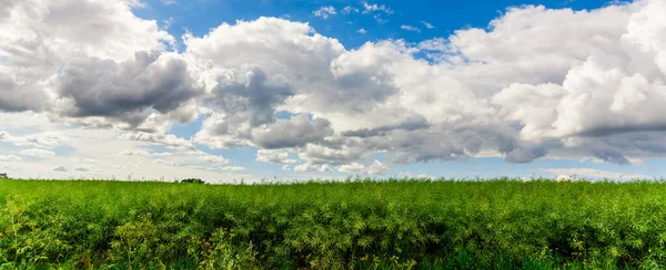 Green field of grass and blue sky with white clouds,nature landscape background.Web banner.