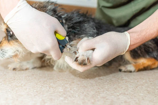 Trimming the nails of a small old dog at the veterinarian clinic.