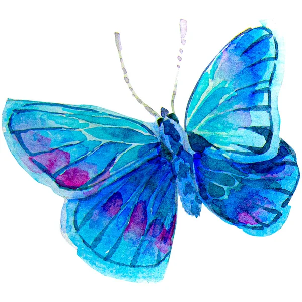 Mariposas Cerca Color Azul Dibujo Realista Con Pintura Acuarela Ilustración — Foto de Stock