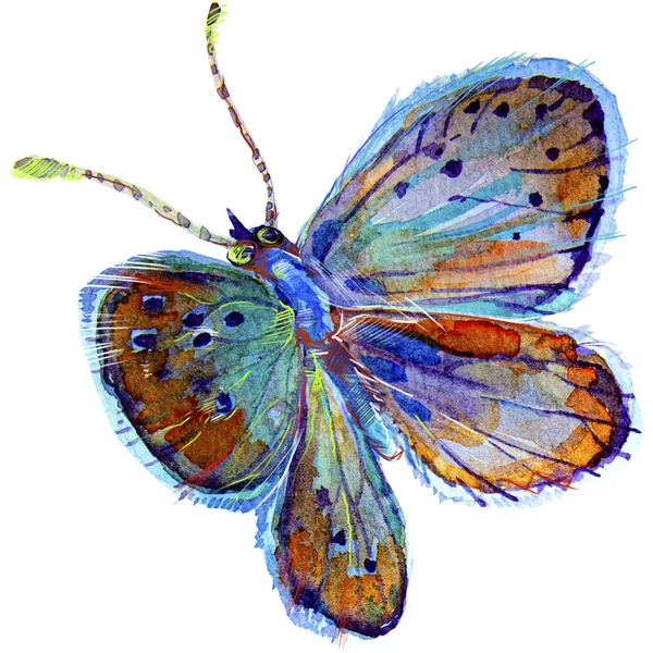 蝶のクローズアップ 青い色だ 水彩画で写実的なドローイング 明るい色のイラスト 翼を持って飛んでる 贈り物だ 美しく珍しい装飾 年末年始3月8日 ポストカード バナー — ストック写真