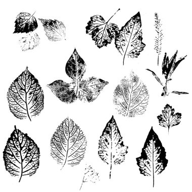 Ağaç yaprağı izleri. Litvanya kâğıdında çalılardan parmak izi koleksiyonu. Park bitkileri. Düşen yapraklar. Dalların siluetleri. Tek renk seti. Botanik bitkisi. Kartpostalların pankartlarının dekorasyonu