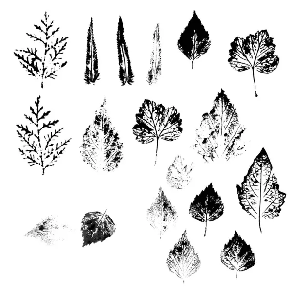 Empreintes Feuilles Collection Imprimés Sur Papier Lituanien Provenant Arbustes Plantes — Photo