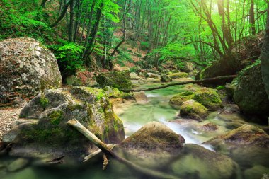 Río de la montaña en primavera. un chorro de agua en bosque y ento