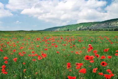güzel manzara. alan kırmızı haşhaş ile. alan Kırım.