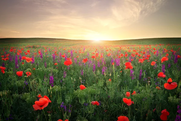 草、紫色の花、太陽に対して赤いケシのフィールド — ストック写真