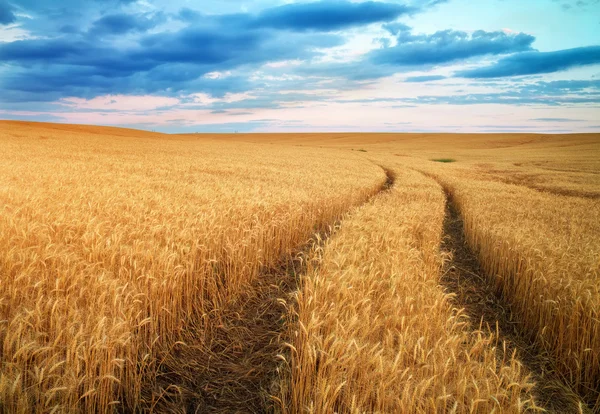 小麦の牧草地。美しい風景. — ストック写真