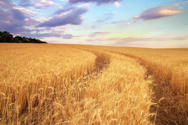 小麦の牧草地。美しい風景. — ストック写真