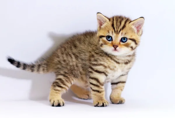 Striped scottish kitten with blue eyes. Kitten on a white background. Small predator. — Stock Photo, Image