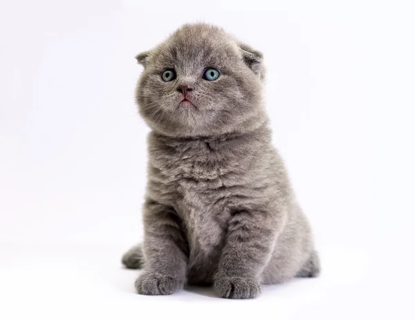 Scottish little kitten with blue eyes. Kitten on a white background. Scottish fold kitten — Stock Photo, Image