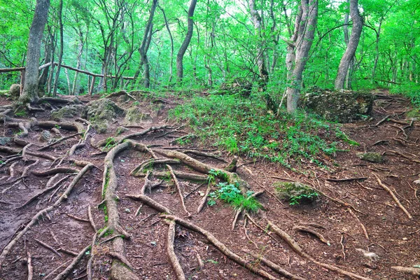 Коріння дерев у лісі в горах Криму — стокове фото