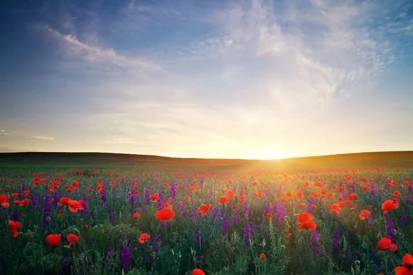 Champ avec herbe, fleurs violettes et coquelicots rouges contre le soleil — Photo