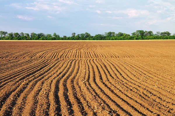 Farm rét. összetétele a természet. — Stock Fotó