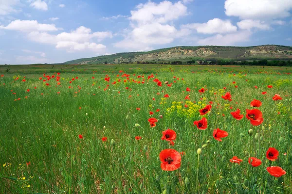 Beautiful landscape with poppies. Field in Crimea. — Stock Photo, Image