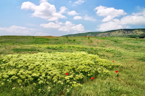 Piękny krajobraz. pole na Krymie. — Zdjęcie stockowe