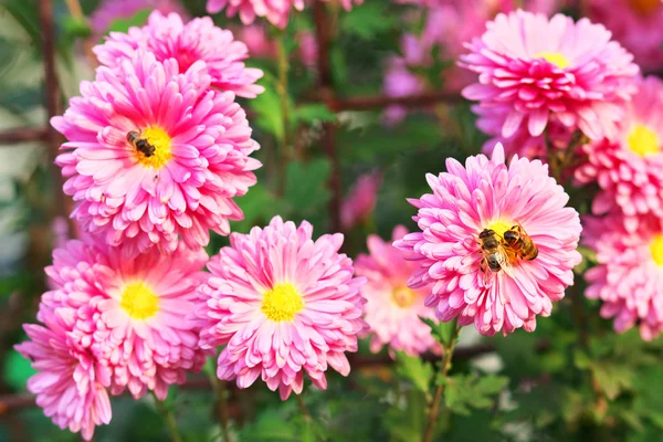 Медовые пчелы на цветах — стоковое фото