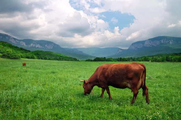 Paisaje con vaca y cielo nublado. Composición natural —  Fotos de Stock