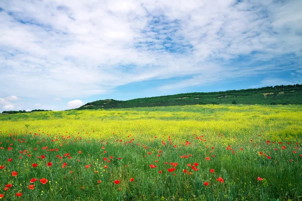 Piękny krajobraz. pole na Krymie. piękny krajobraz z f — Zdjęcie stockowe