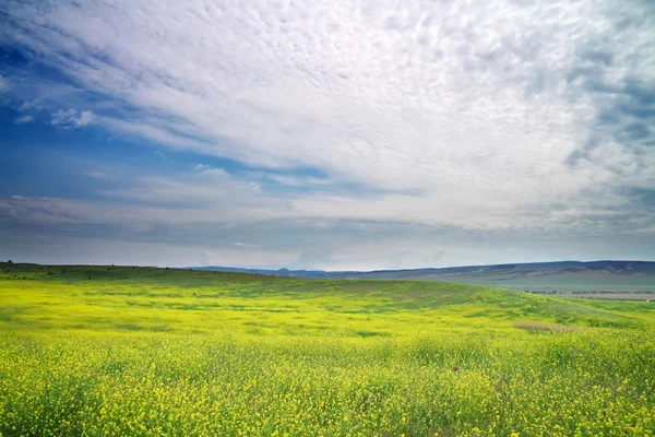 Beautiful Landscape with yellow flowers. Spring meadow. Field in — Stock Photo, Image