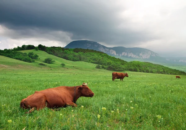 Landscape with cow and cloudy sky. Nature composition